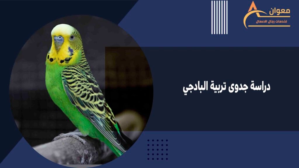 دراسة جدوى تربية البادجي