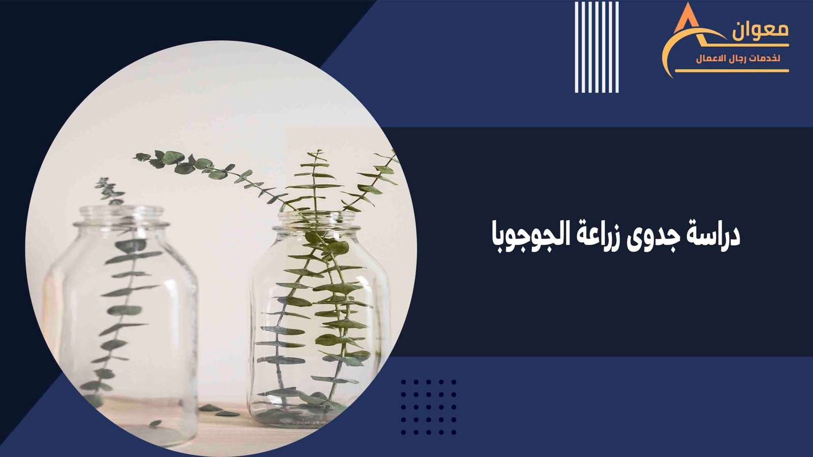 دراسة جدوى زراعة الجوجوبا