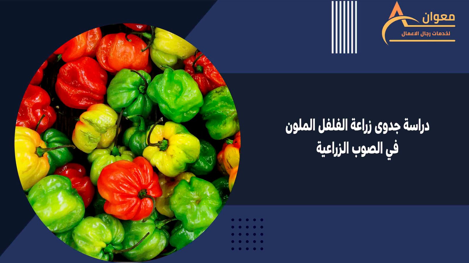 دراسة جدوى زراعة الفلفل الملون في الصوب الزراعية
