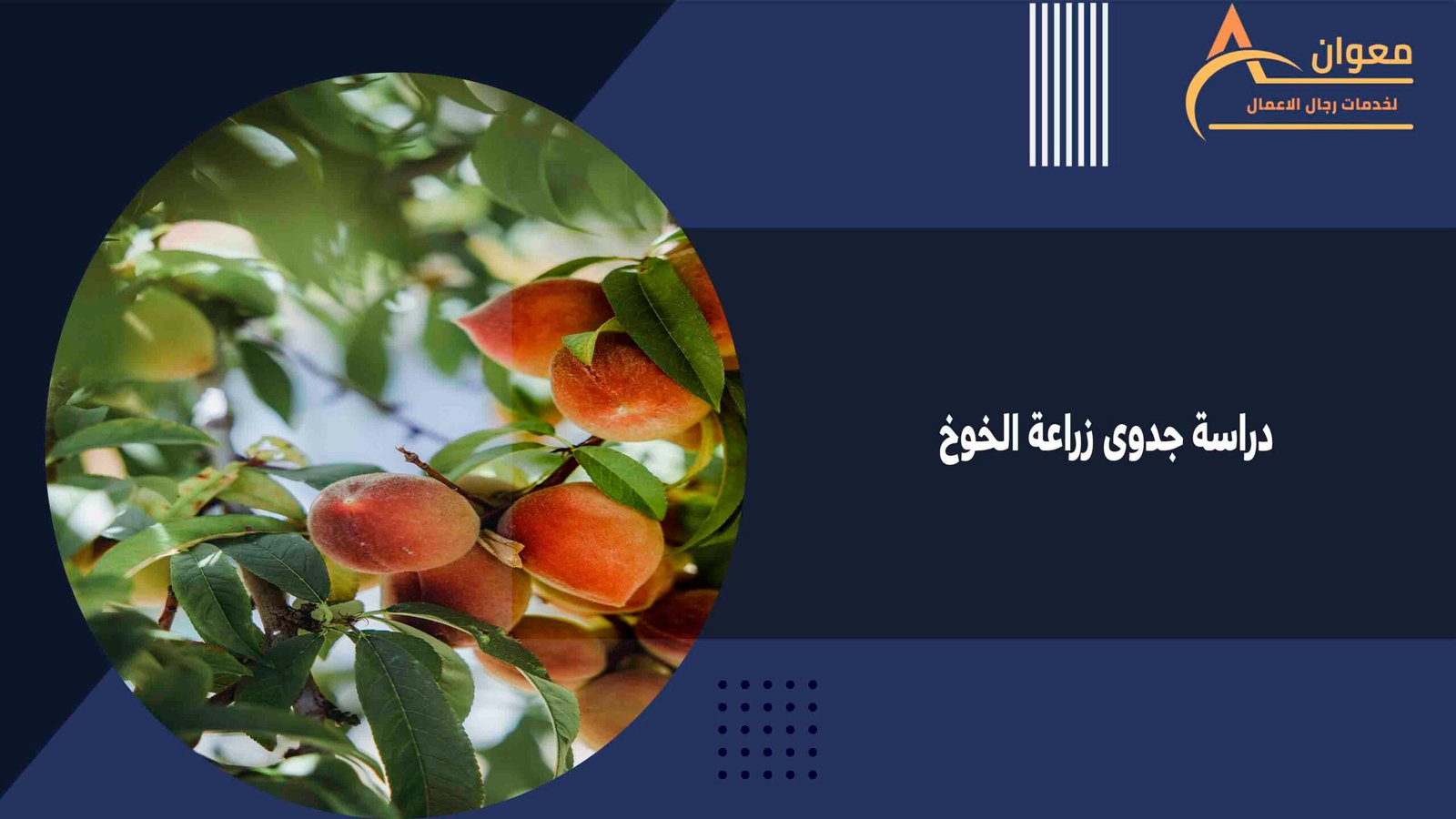 دراسة جدوى زراعة الخوخ
