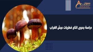 دراسة جدوى انتاج فطريات عيش الغراب