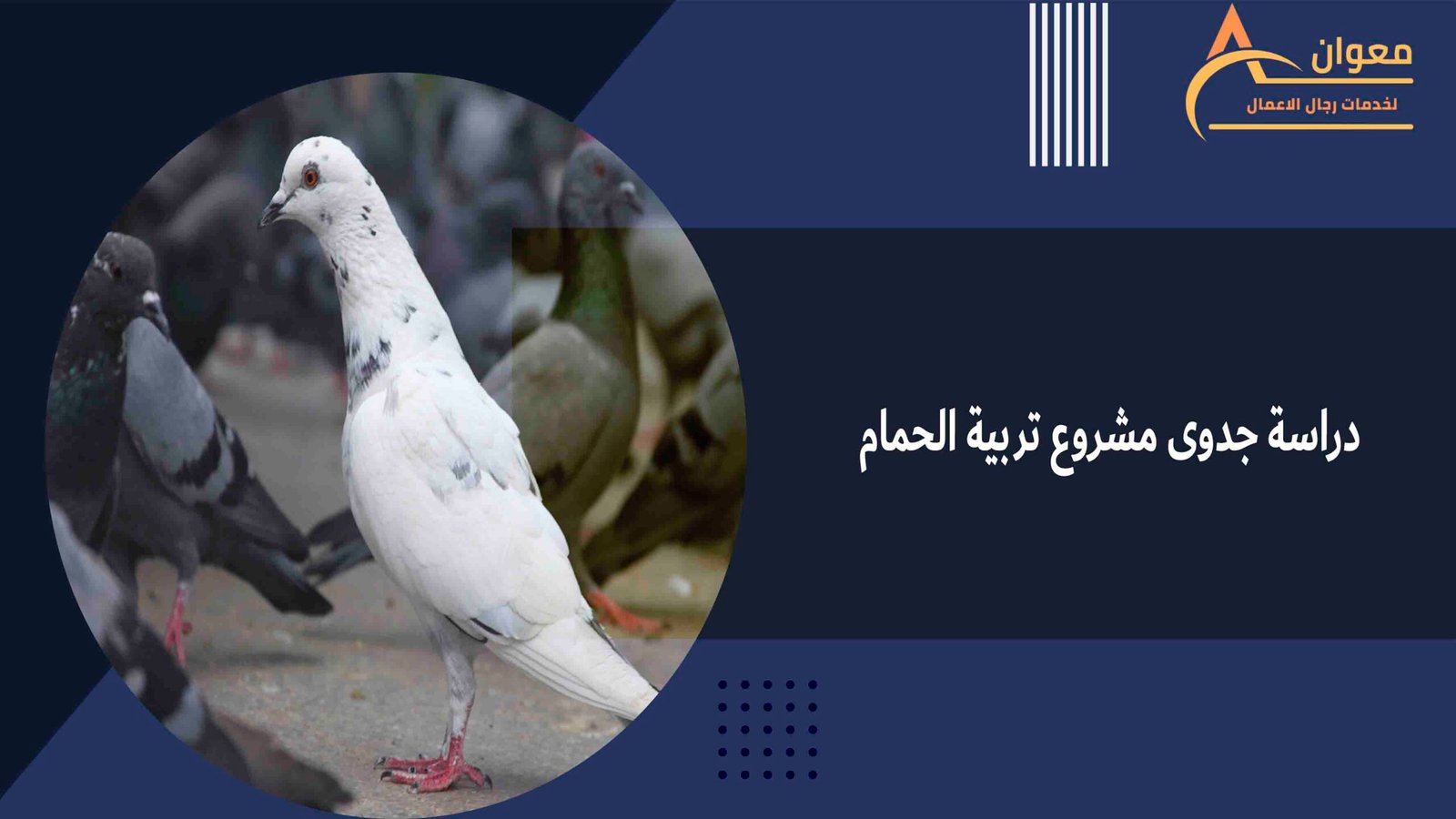 دراسة جدوى مشروع تربية الحمام