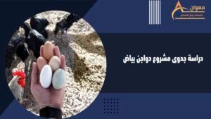 دراسة جدوى مشروع دواجن بياض