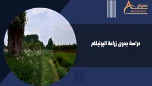 دراسة جدوى زراعة البونيكام