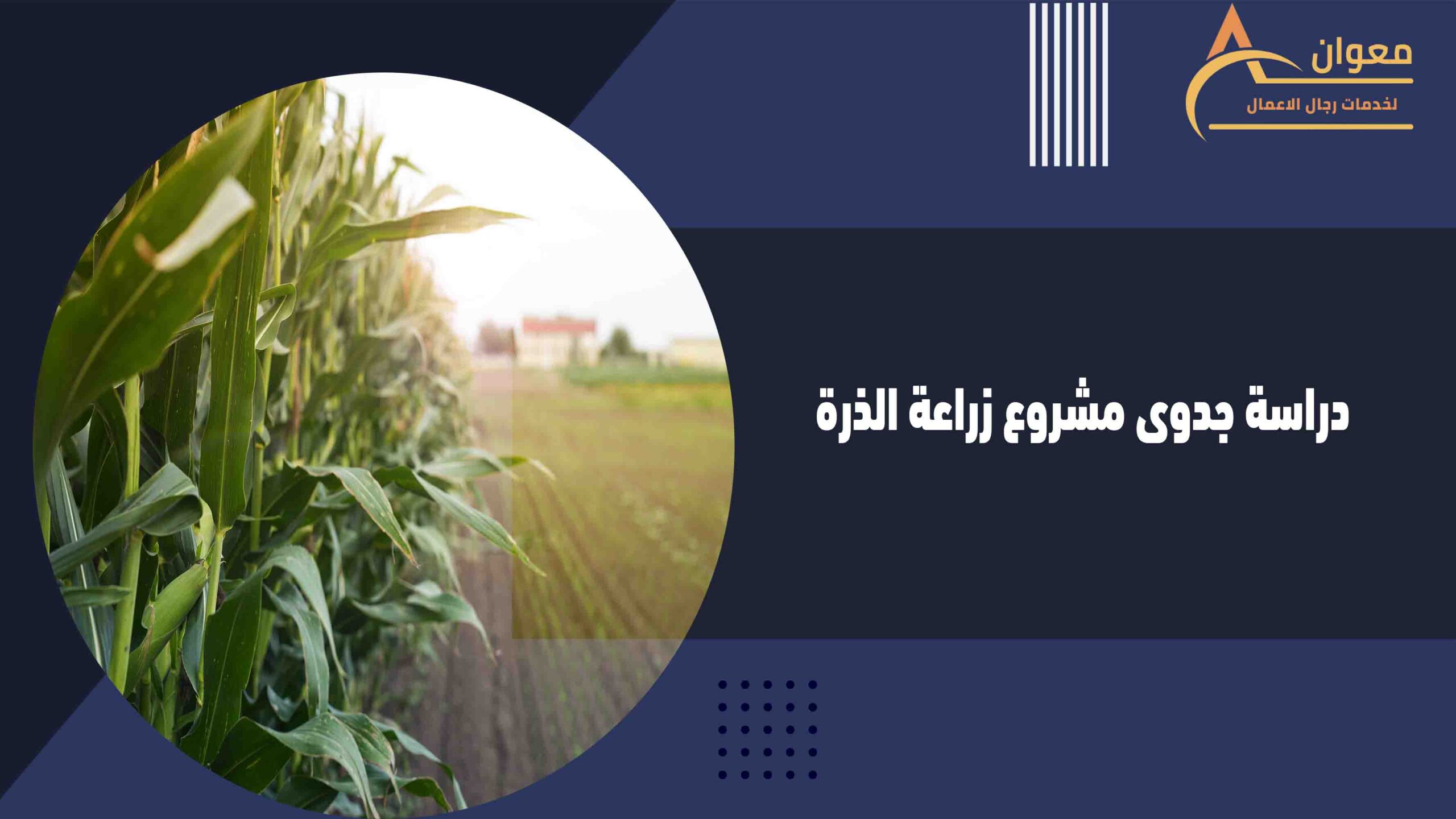 دراسة جدوى مشروع زراعة الذرة