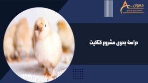 دراسة جدوى مشروع كتاكيت