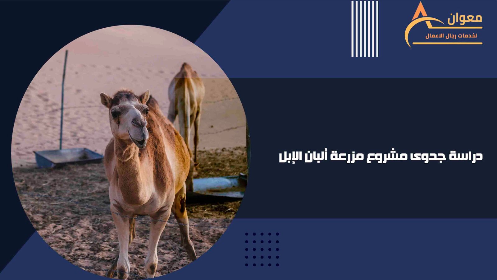 دراسة جدوى مشروع مزرعة ألبان الإبل