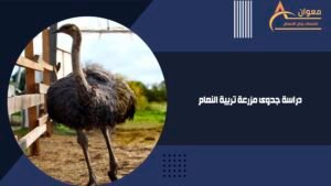 دراسة جدوى مزرعة تربية النعام