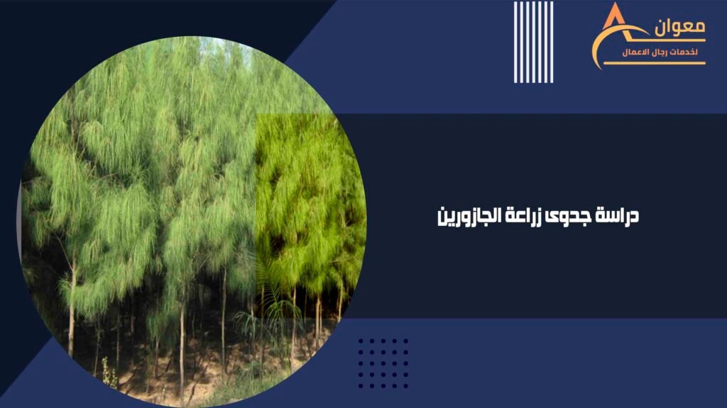دراسة جدوى زراعة الجازورين