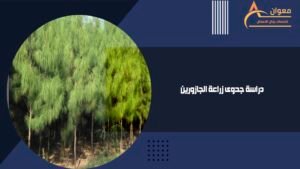 دراسة جدوى زراعة الجازورين
