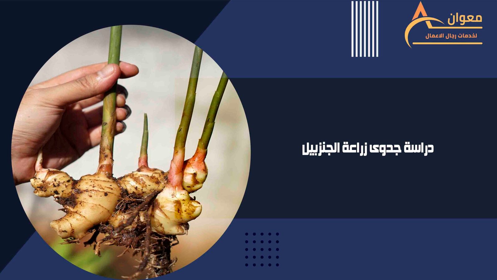 دراسة جدوى زراعة الجنزبيل