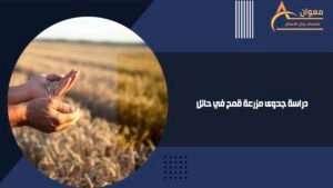 دراسة جدوى مزرعة قمح في حائل