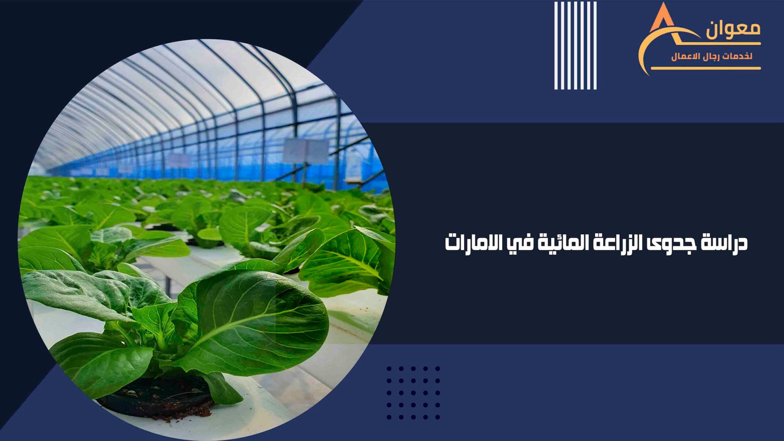 دراسة جدوى الزراعة المائية في الامارات