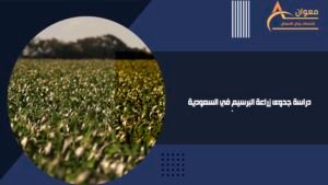 دراسة جدوى زراعة البرسيم في السعودية