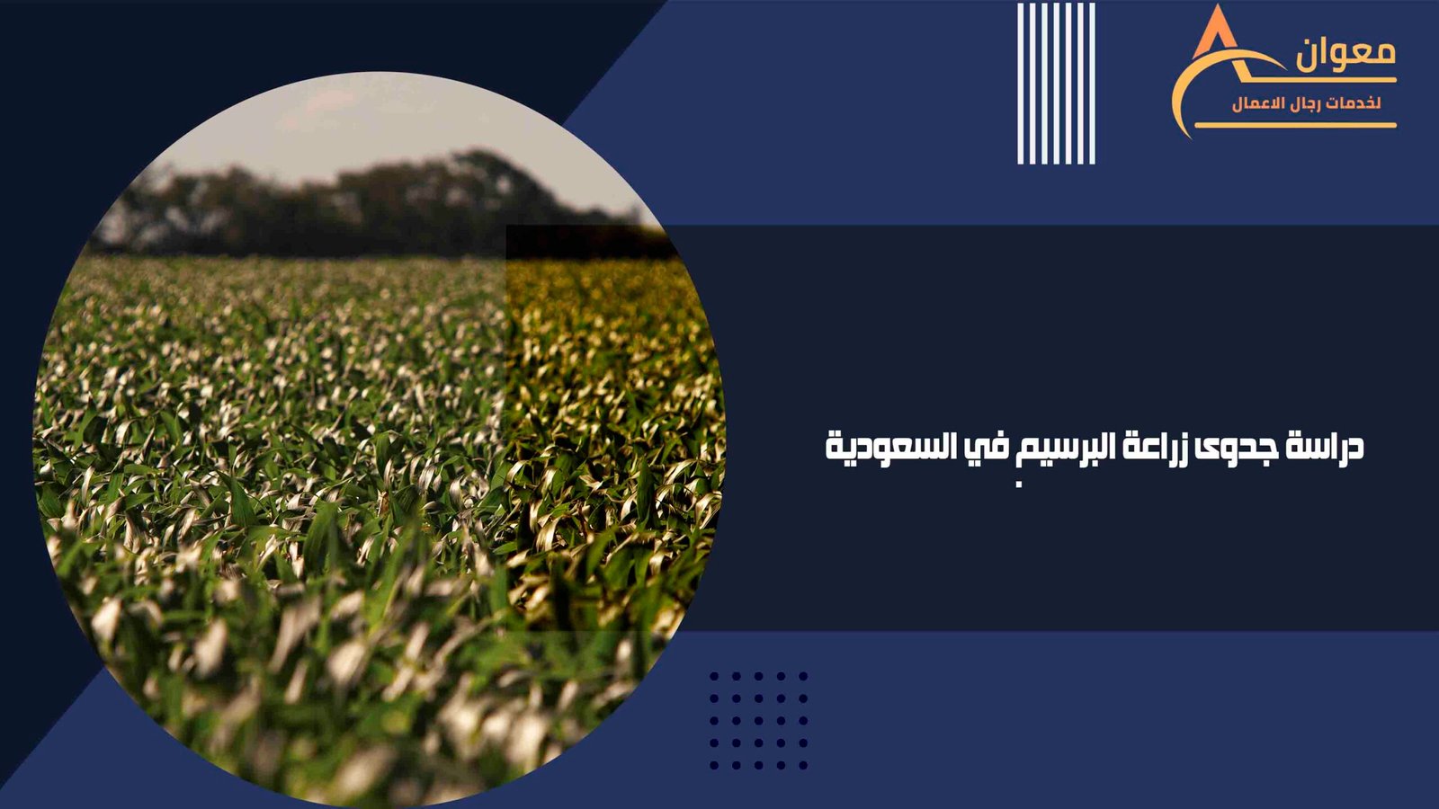 دراسة جدوى زراعة البرسيم في السعودية