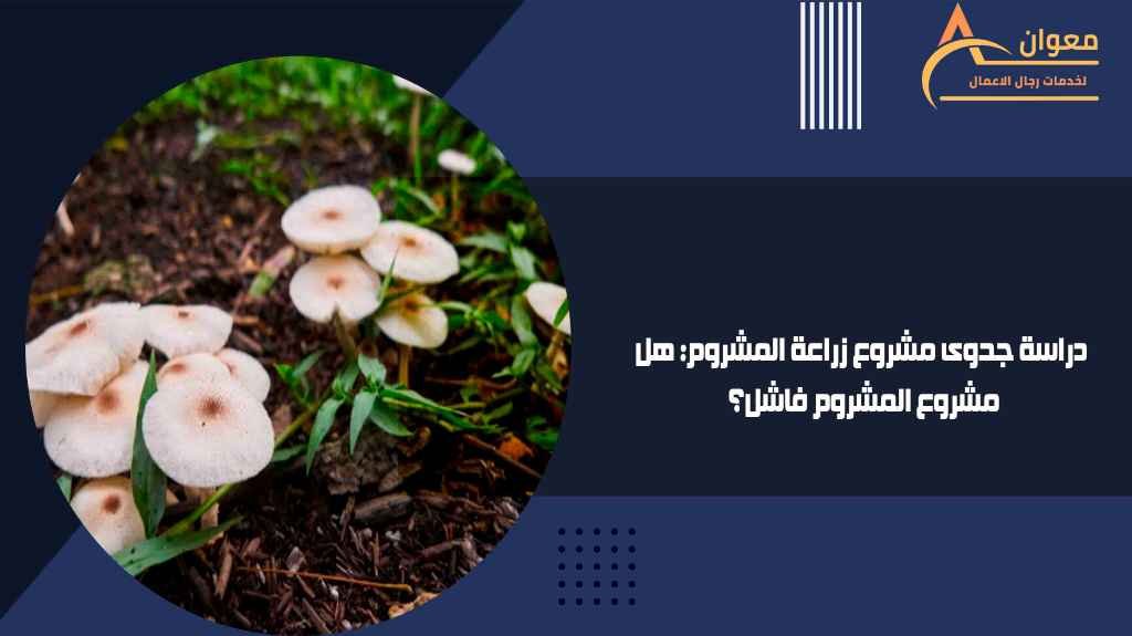 دراسة جدوى مشروع زراعة المشروم هل مشروع المشروم فاشل؟