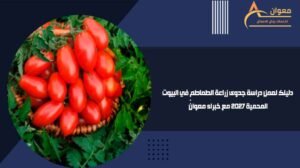دليلك لعمل دراسة جدوى زراعة الطماطم في البيوت المحمية 2027 مع خبراء معوان
